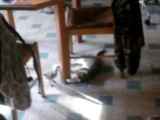 combat entre 1 poussin et un chat