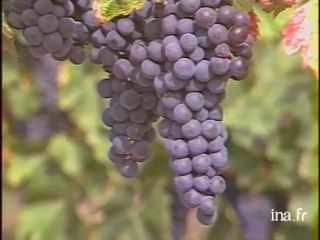 Volet vin : Les vins des côtes de Bordeaux