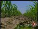 [Dossier maïs OGM Monsanto]