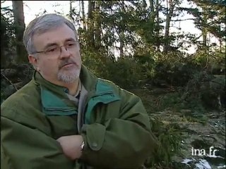 La forêt après la tempête