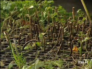 Tempête : conséquences chez les pépiniéristes