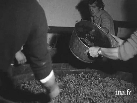 Un vigneron fait du vin biologique à Cruzille