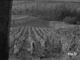 Vendanges à Château-Chalon