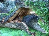 Un arbre multicentenaire déraciné