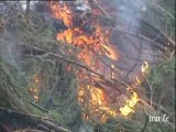 Conséquences de la tempête du siècle : forêt dévastée dans les Vosges