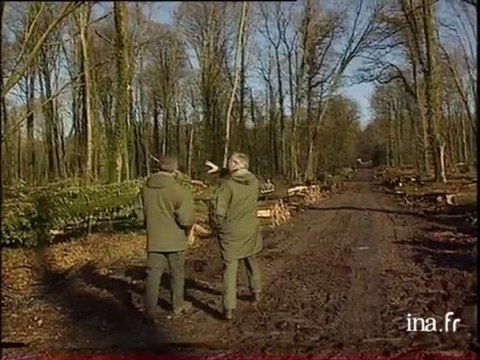 8 semaines après la tempête : que devient le bois après l'abattage ?