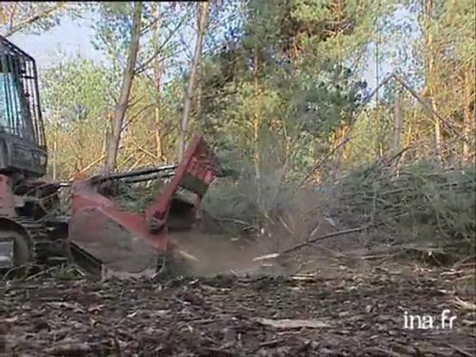 Dossier : Forêts , un an après la tempête