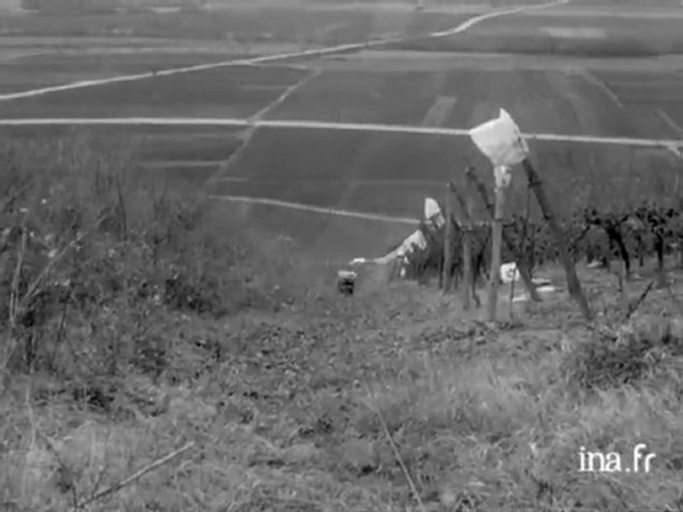 Vendanges tardives à Sigolsheim