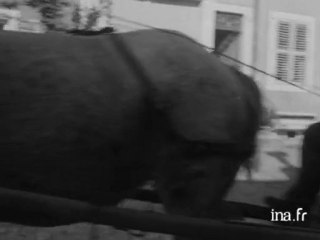 Vendanges dans le Toulois Meurthe et moselle