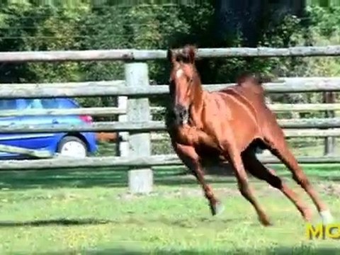 Muhtathir, un étalon stationné au Haras du Mézeray