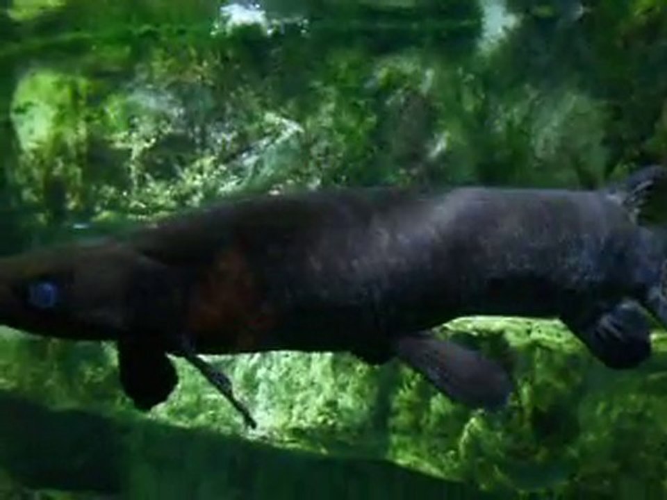 Aquarium 4