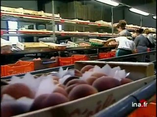 MISERE DES PRODUCTEURS PRIMEURS