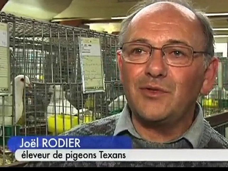 Le pigeon texan, star de Brienne-le-Château (Aube)
