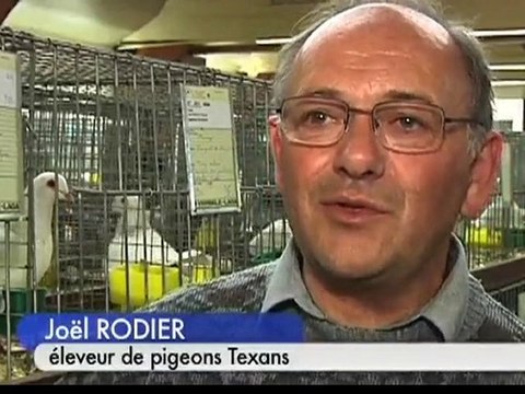 Le pigeon texan, star de Brienne-le-Château (Aube)