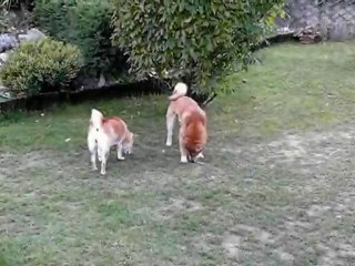 Hiérarchie entre Shiba Inu