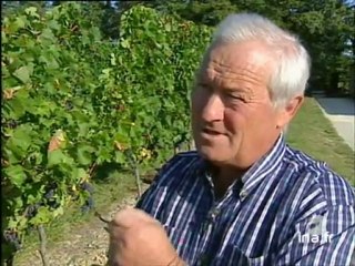 BORDEAUX / VENDANGES