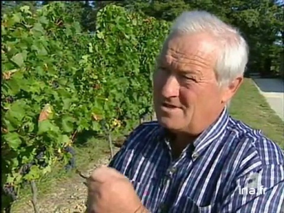 BORDEAUX / VENDANGES
