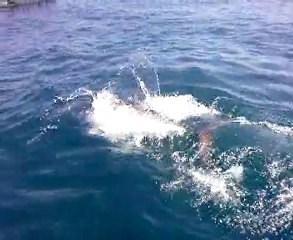 Orkinos (Thunnus thynnus)