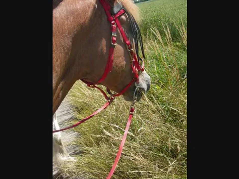 balade des autruches sans autruches