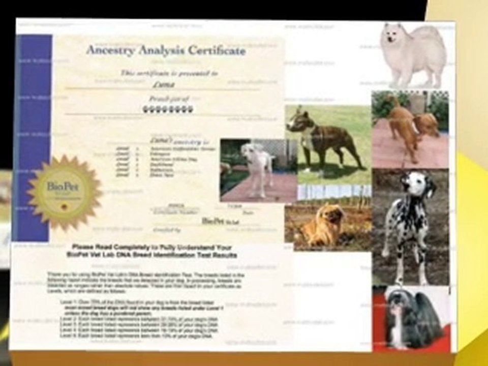 Dog DNA Test from MuttOutlet.com