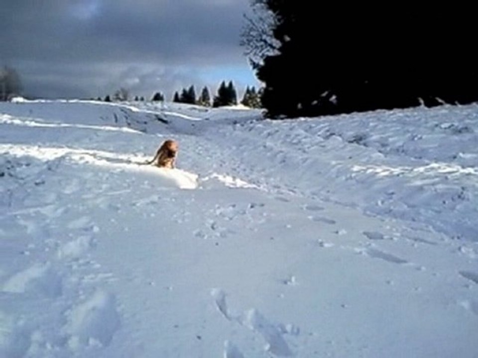 La neige et Fidji 2