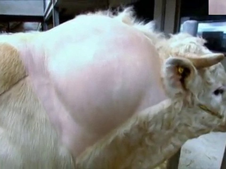 Boeuf bodybuildé, poulet nu et clonage