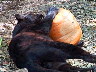 Big Cat Halloween - TIGERS LIONS VS PUMPKINS!