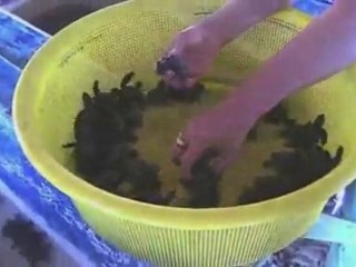 A BABY TURTLE RELEASE Excursion with Tour By Van in Acapulco