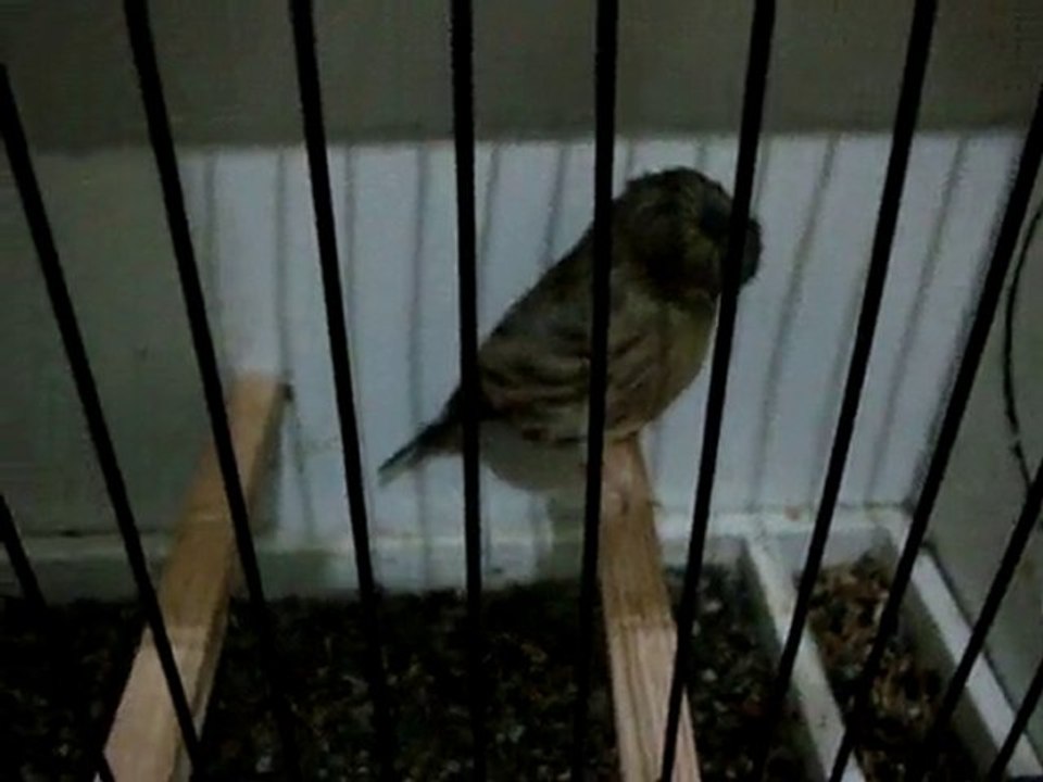 necati aydın gloster