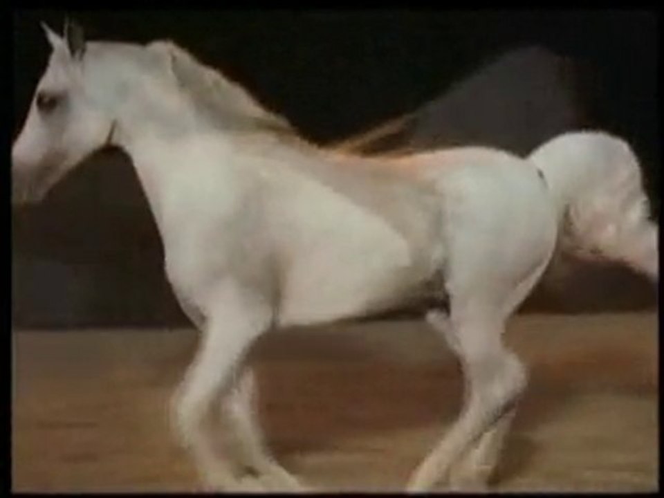 Sadık Dostlarımız Atlar