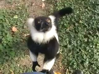 Les animaux du parc de la Tête d'Or