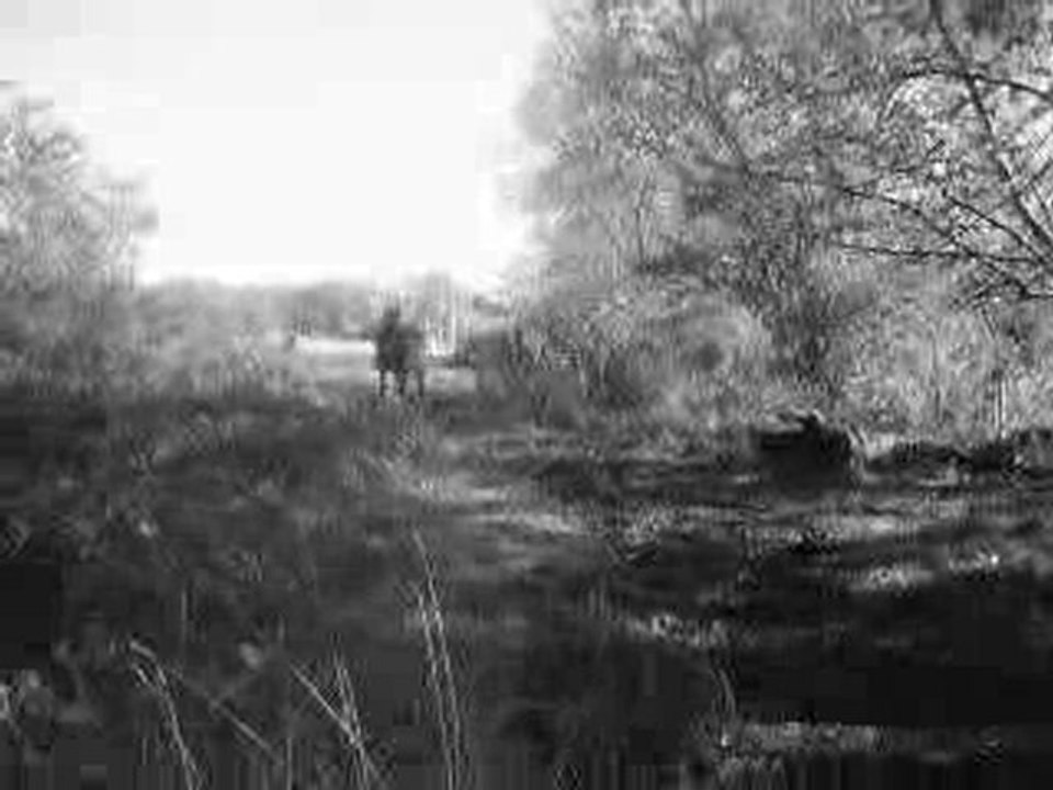 Mon étalon, Tirnanog en pleine action