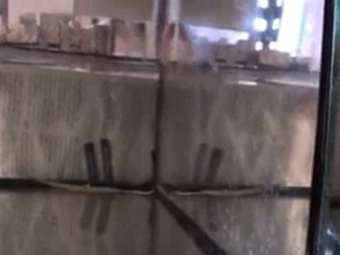 Betta splendens orange X bleu acier 27 10 2010