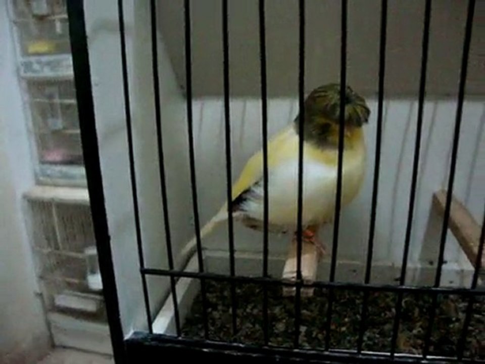 NECATİ AYDIN GLOSTER-2