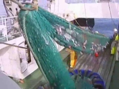 ООН и защитники природы: «Биосфера на грани!»