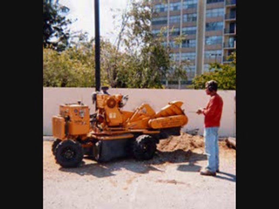 Best Tree Removal Service