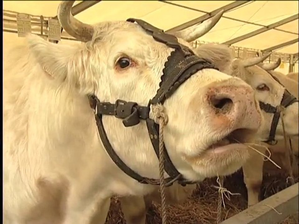 mag40 et Fete du Charolais