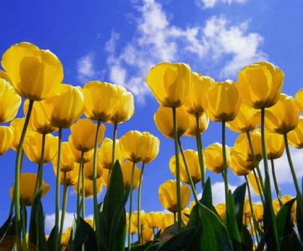 Fifa manager 11 Redeem Codes For xbox