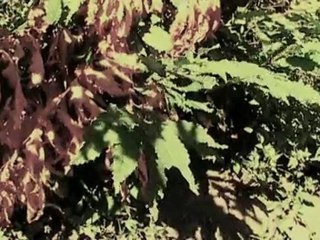 Trembling Blue Stars All Our Tomorrows