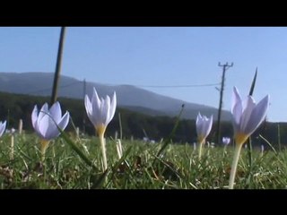 Klip Kardelen Çiçeği