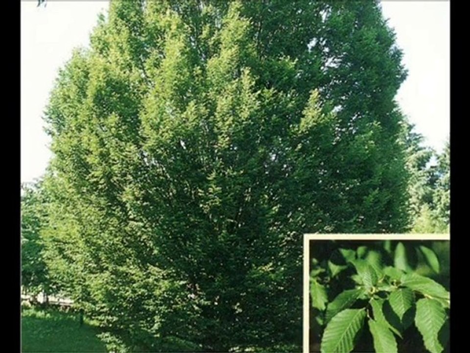 TURKIYE - Mihrican Bahar - Resadiye - Tokat - TURKIYE