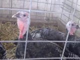 Allegany County Fair: turkeys. Angelica, NY
