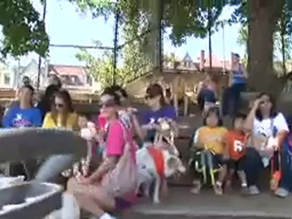 Walk for the Animals 2010