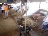 Allegany County Fair: cows. Angelica, NY