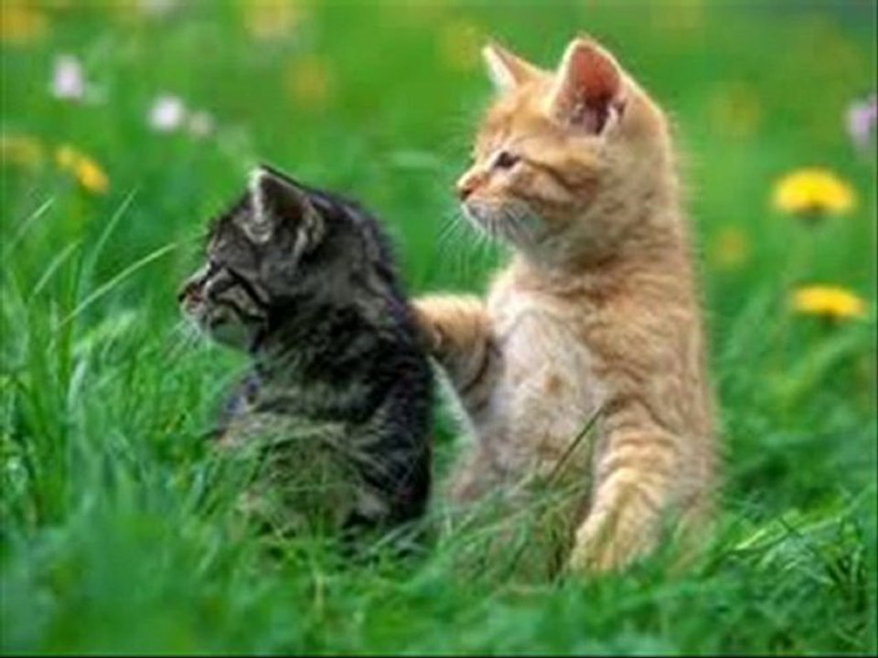 DOST