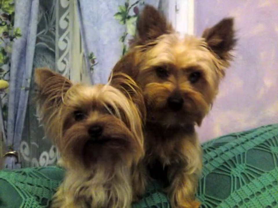 les plus beaux chiens du monde !!!