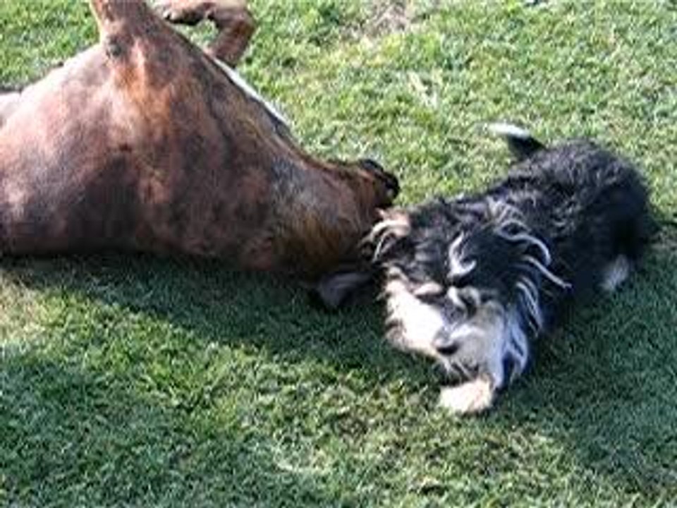 Zoé et Homer jouent