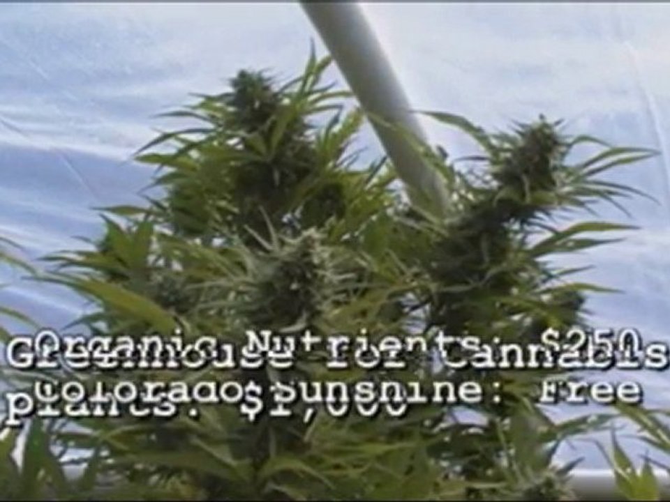 Vitamin Cannabis Pt 2 Save the Children