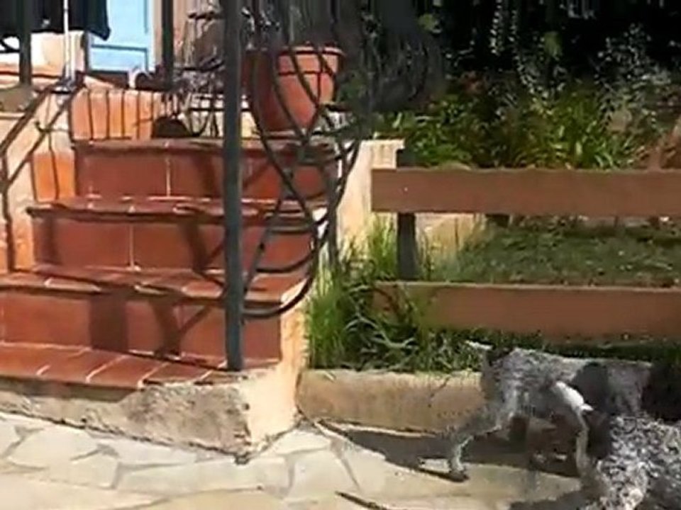 FLICKA FURANNE et FALCU DU DEFENS DE CABASSON