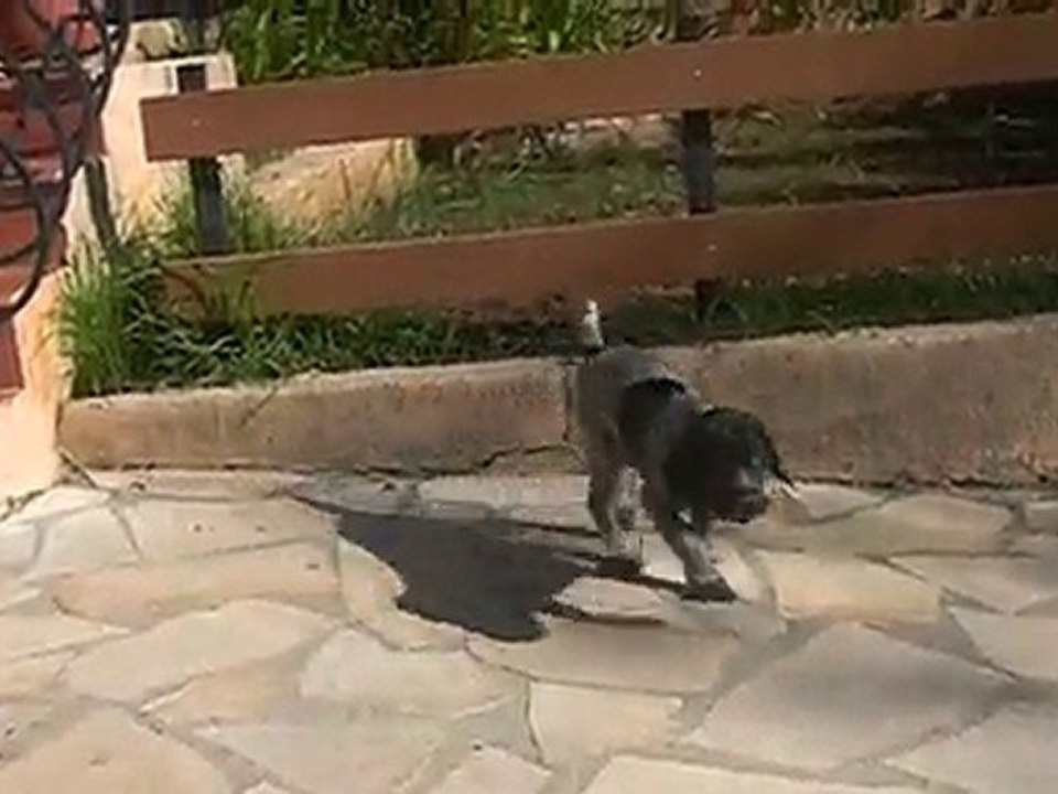 FLICKA FURANNE et FALCU DU DEFENS DE CABASSON suite